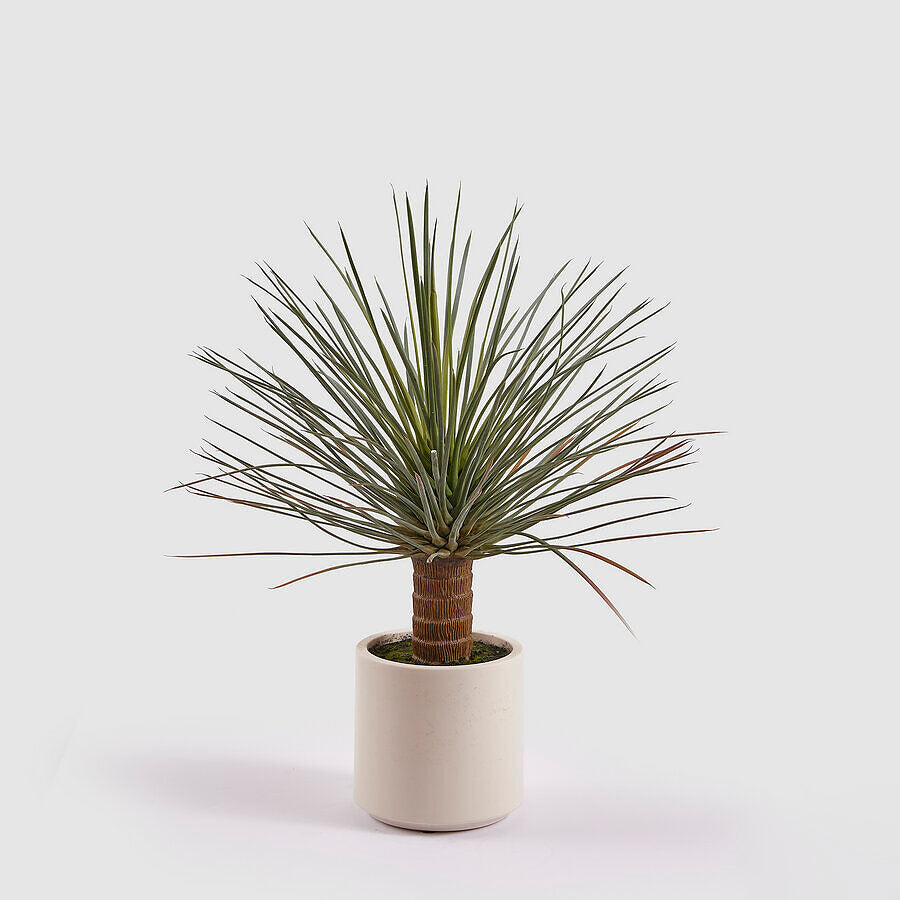 YUCCA C/VASO 81CM DE ALTURA