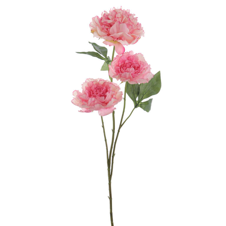 PEONIA ROSA