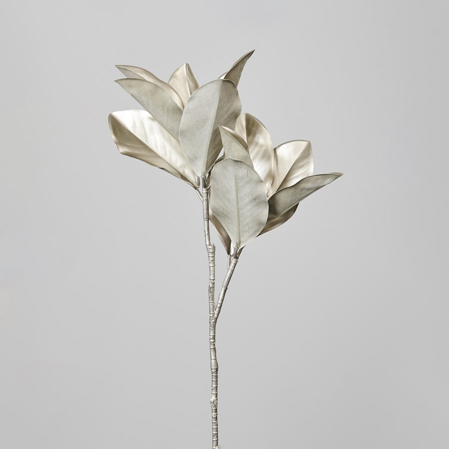 MAGNOLIA CHAMPANGE 75CM