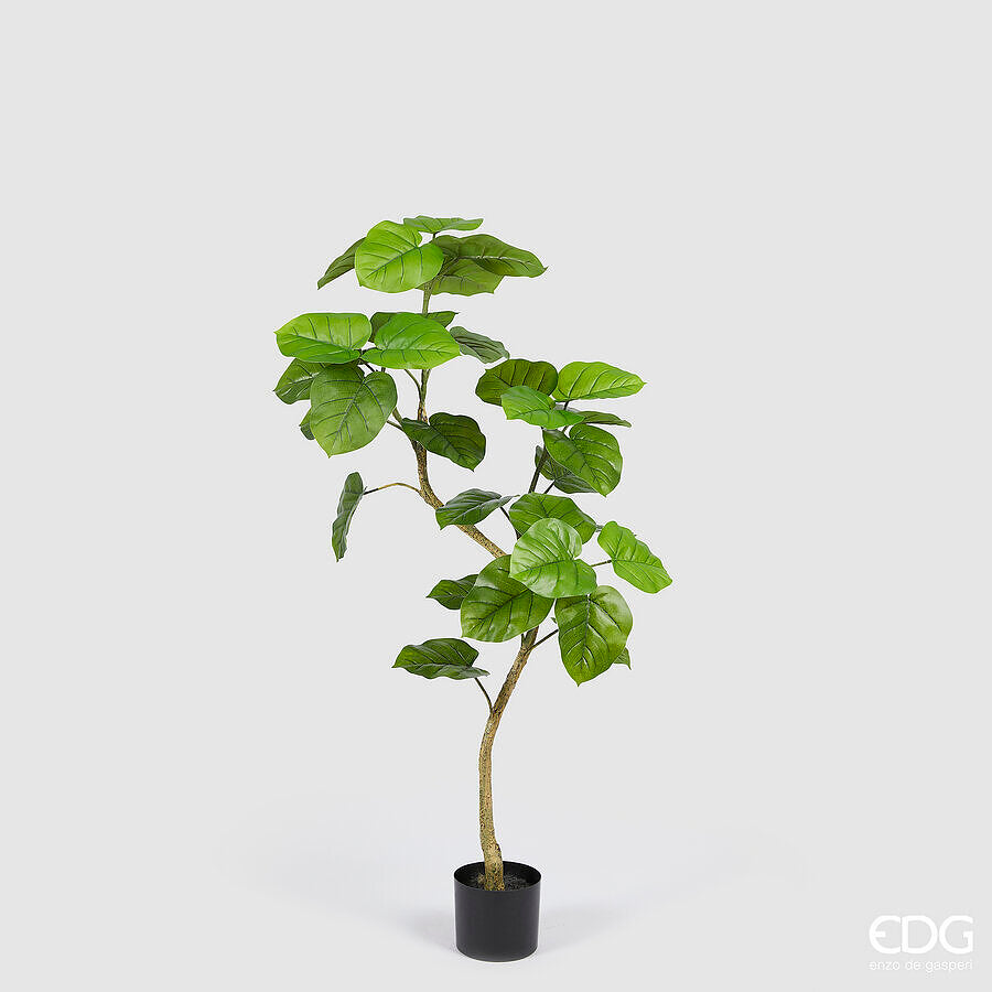FICUS 120CM