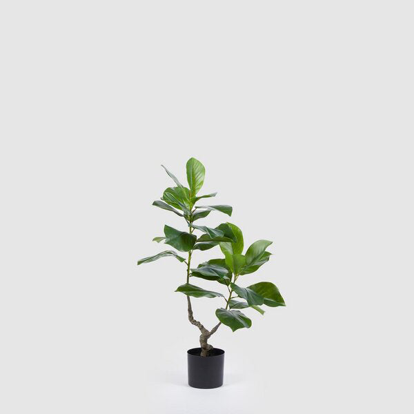 FICUS CHIC 90CM