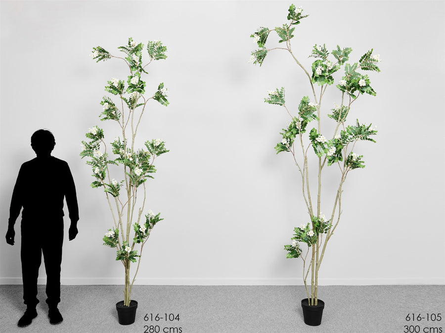 PLANTA SOPHORA 280CM