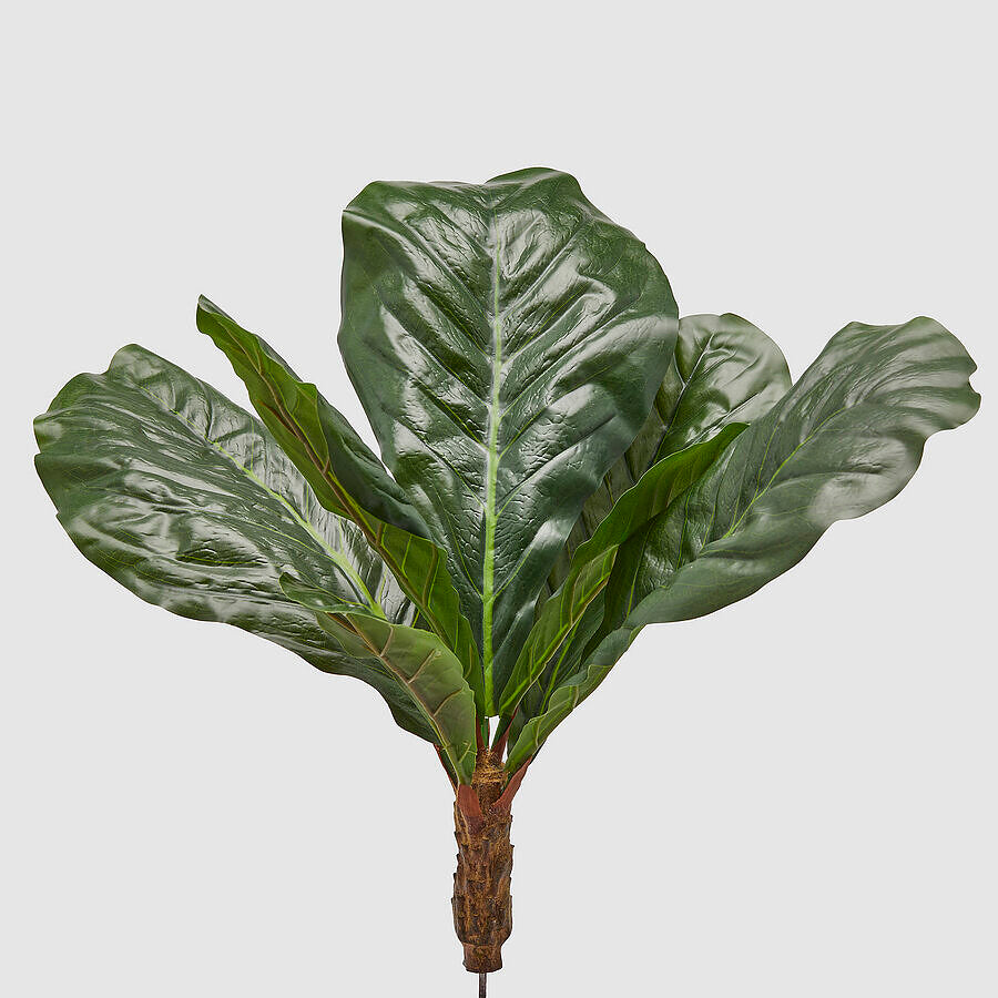 FICUS LYRATA X7 70CM ALTURA