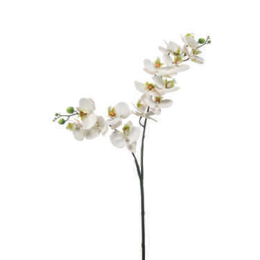 PHALAENOPSIS SPRAY RT BRANCO 100CM