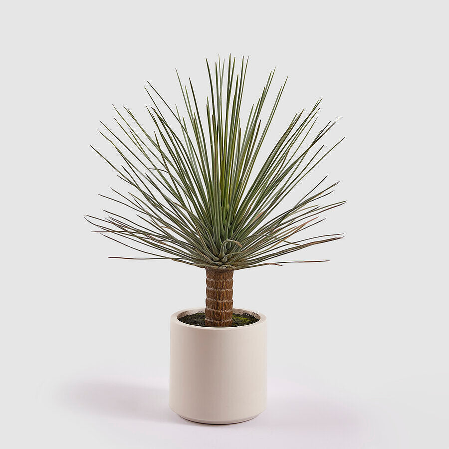 YUCCA C/VASO 99CM DE ALTURA