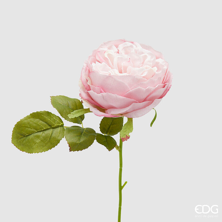 ROSA SONIA ROSA H.23