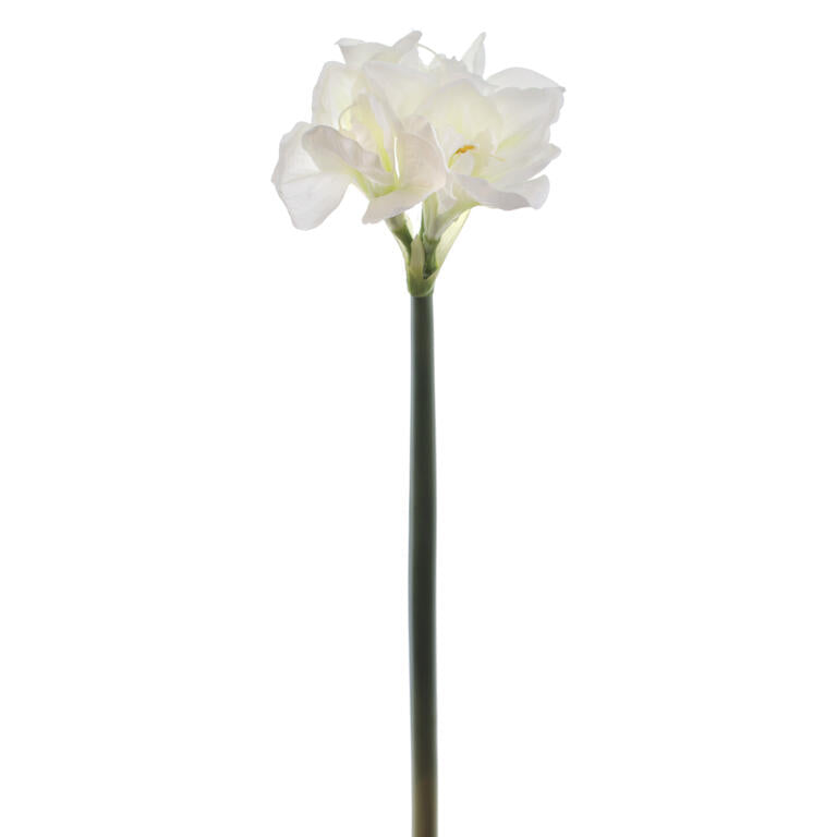 AMARYLLIS CREME