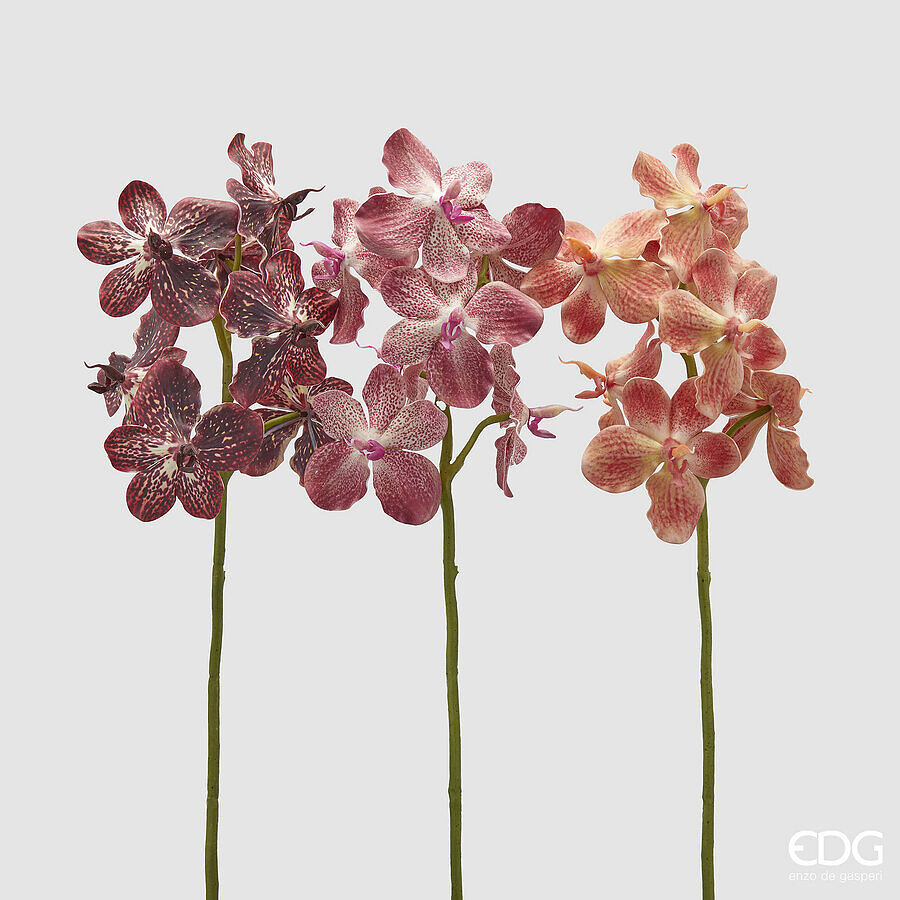 ORCHIDEA VANDA RAMO 3 PEACH H.70
