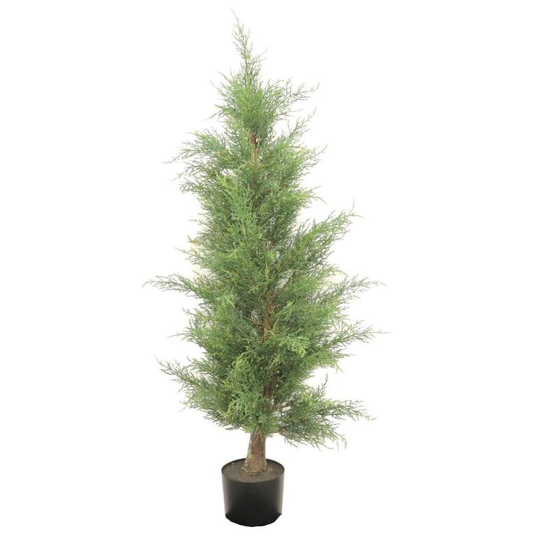 CEDRO 150CM