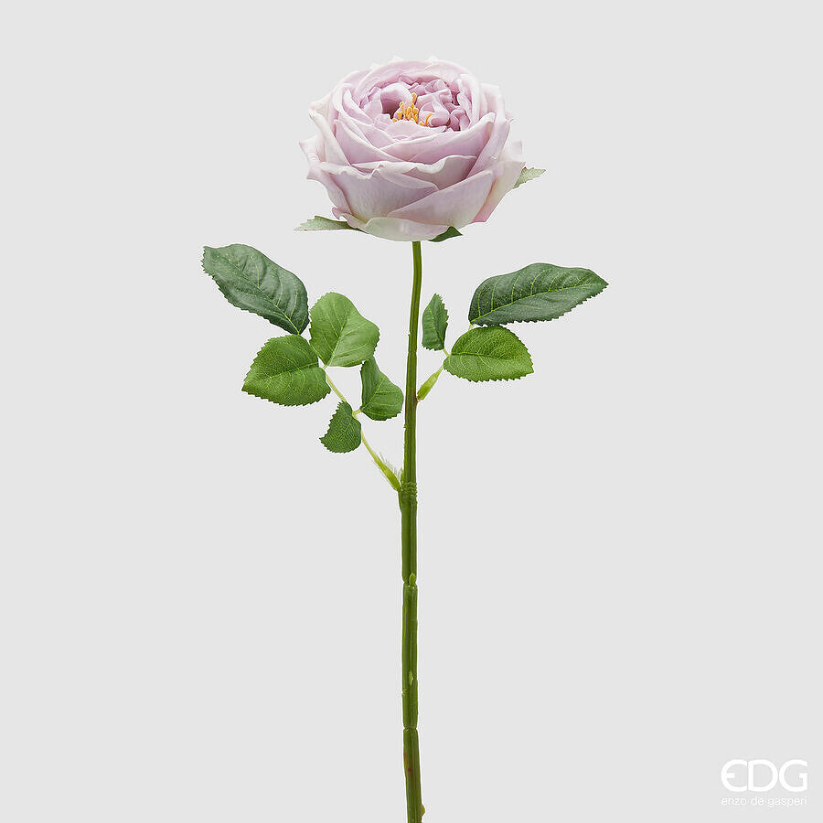 ROSA ELIDE LILAS H.45