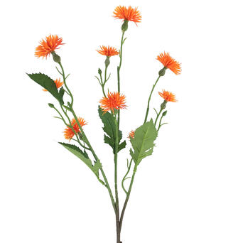 TRIPOLIUM LARANJA