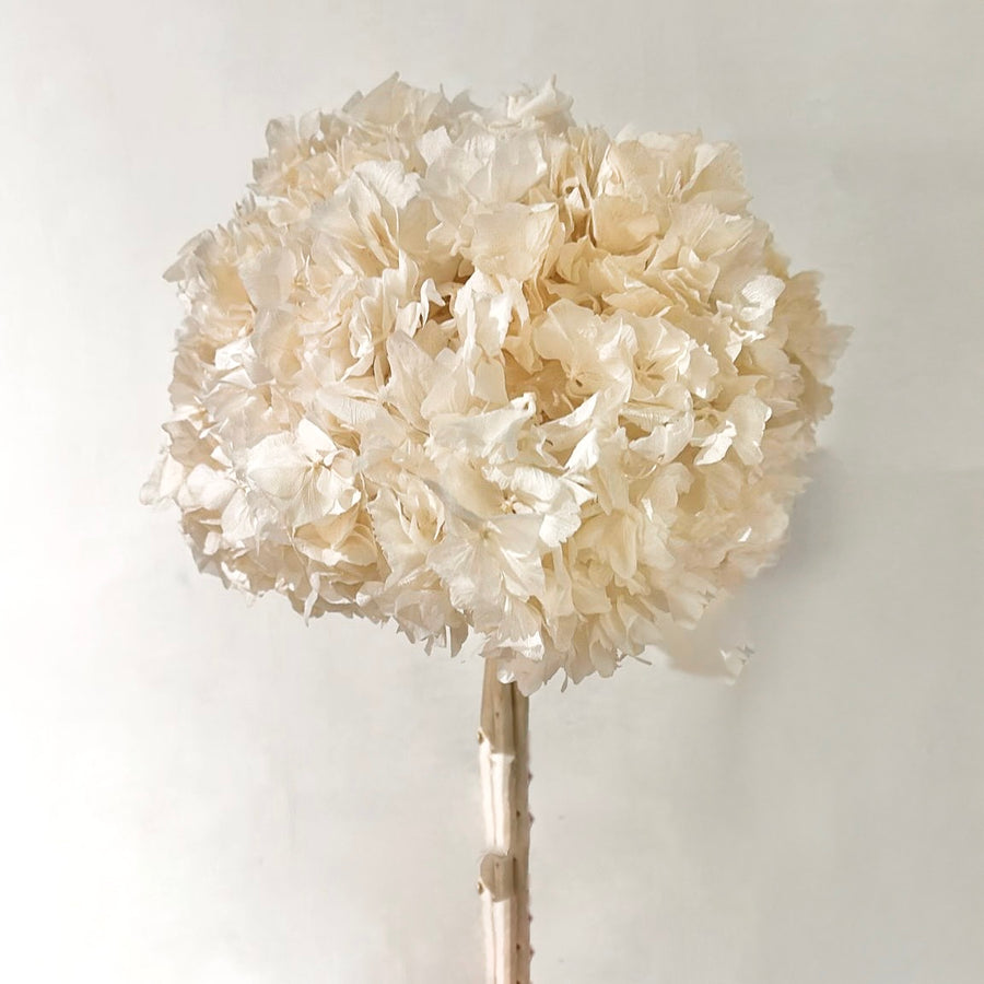 Haste Flor Preservada