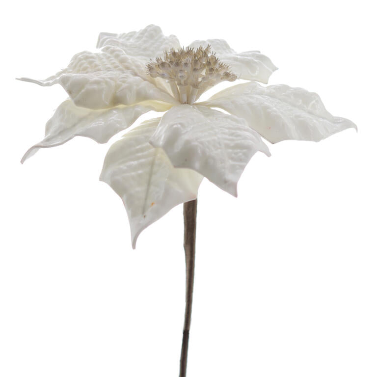 POINSETTIA JADE BRANCO