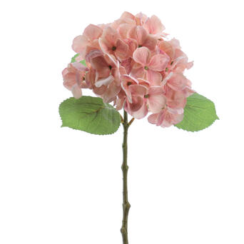 HYDRANJA ROSA