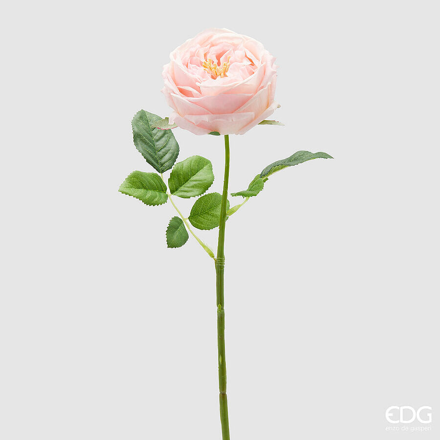 ROSA ELIDE PINK H.45