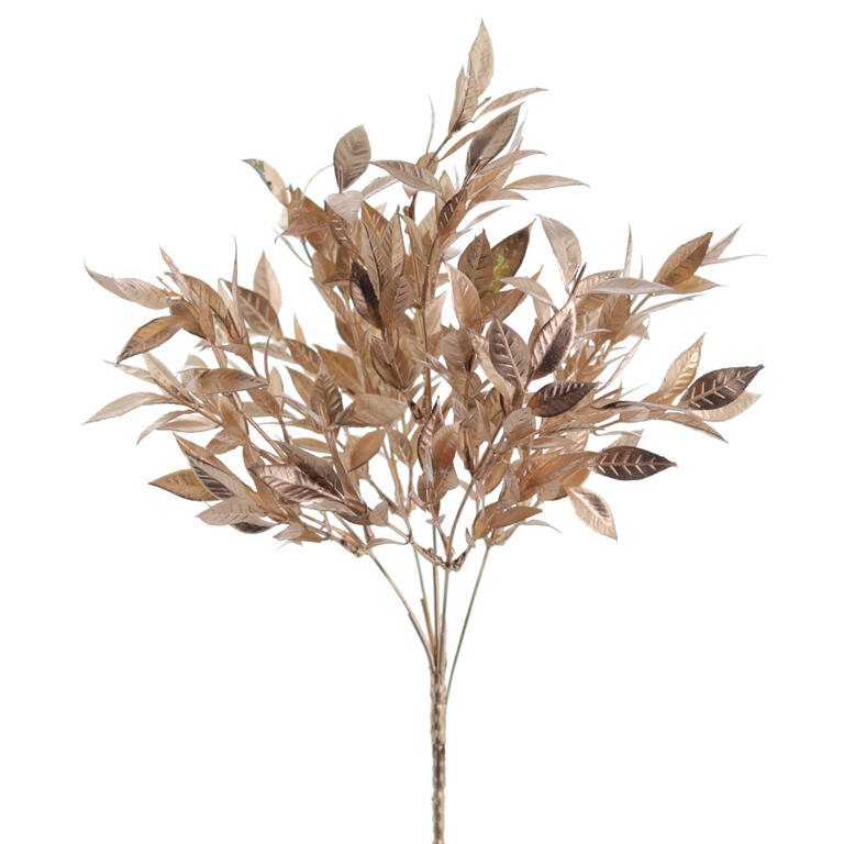 RAMO RUSCUS CASTANHO