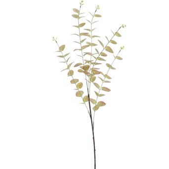 HASTE EUCALYPTUS VERD/VERM