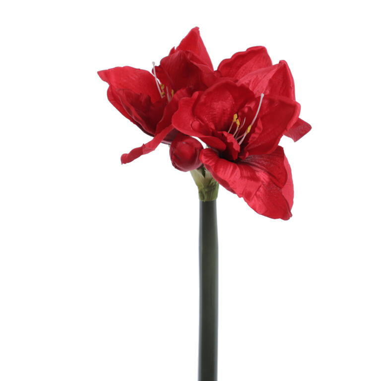 AMARYLLIS VERMELHO