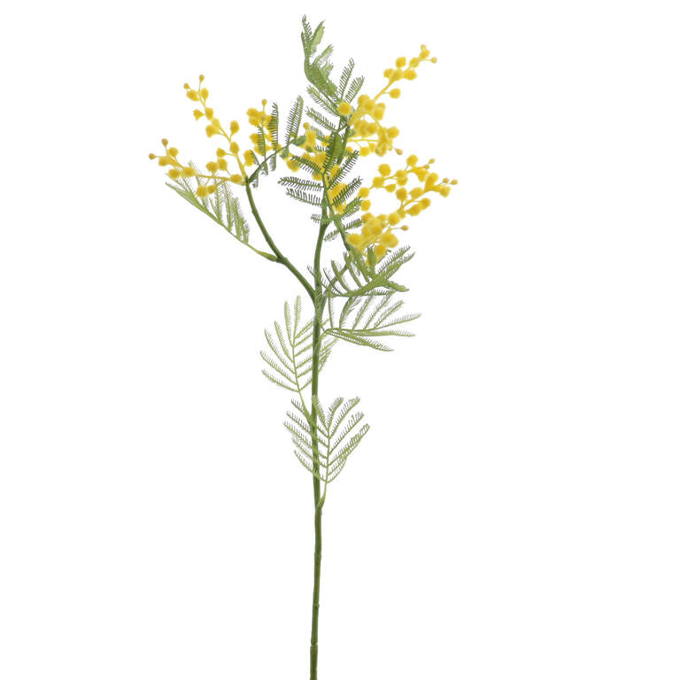 MIMOSA AMARELA