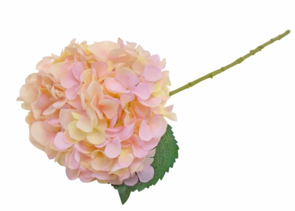 HYDRANGEA RS CL 65 CM